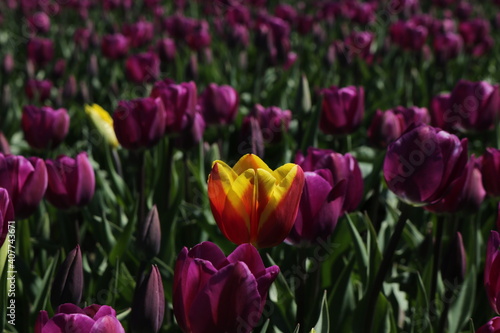 Tulips in the field