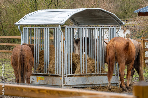 Horses eating fourage at hay rack  photo