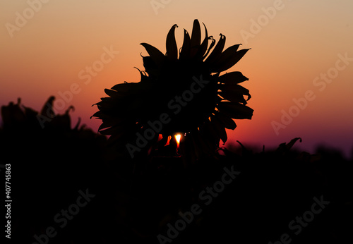 silhouette of a sunflower