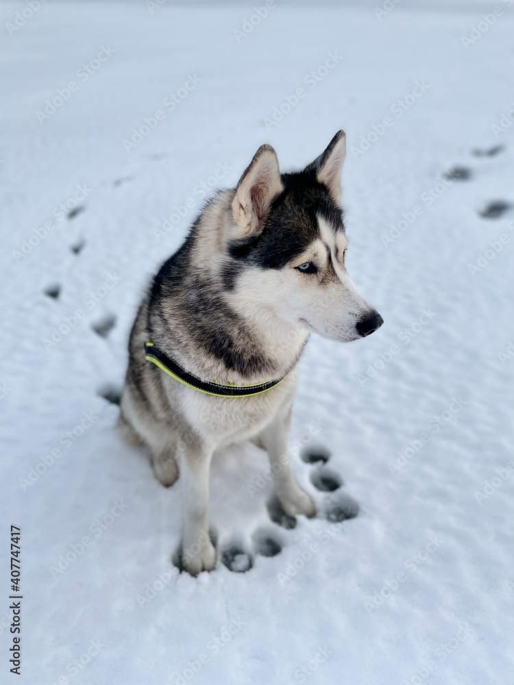 Siberian husky sits in the snow. Top view close up
