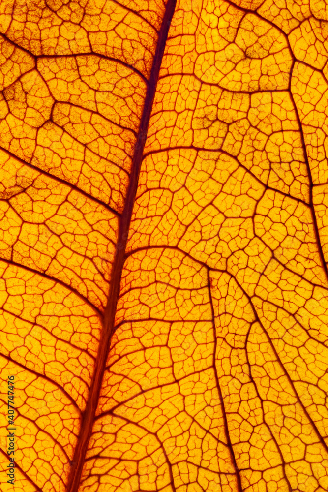 Obraz premium Dried leaf