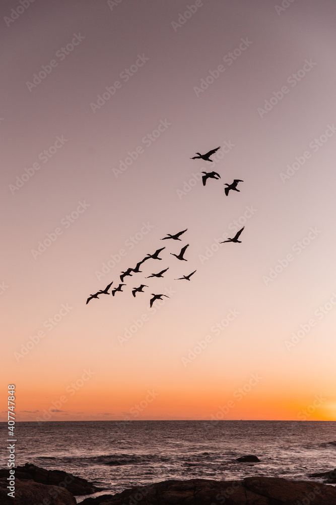 birds on sunset ii