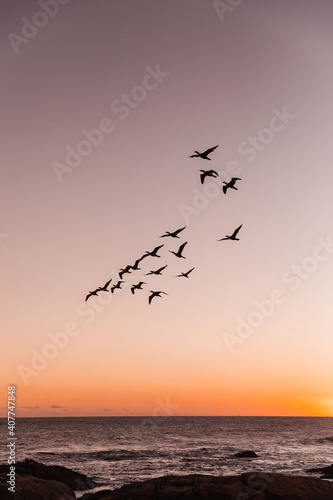 Canvas Print birds on sunset ii