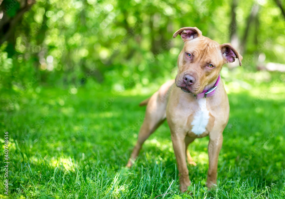 A red and white Pit Bull Terrier mixed breed dog standing outdoors and listening with a head tilt