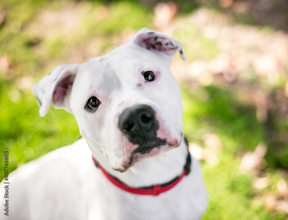 A white Dalmation x Pit Bull Terrier mixed breed dog wearing a red collar, looking up at the camera with a head tilt