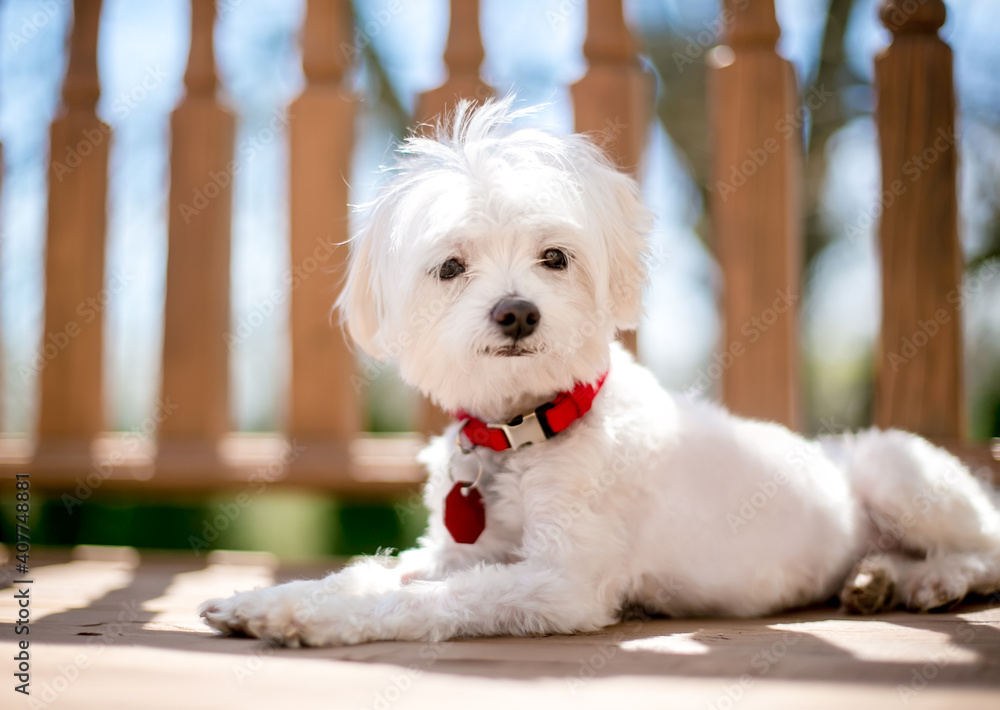 A scruffy white Maltese dog wearing a red collar and identification tag, lying down outdoors A scruffy white Maltese dog wearing a red collar and identification tag, lying down outdoors