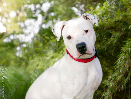 A white Dalmation x Pit Bull Terrier mixed breed dog wearing a red collar  sitting outdoors