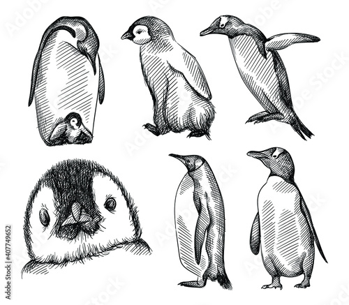 Hand drawn sketch of set of penguins on a white background.  Madagascar penguins. Adult penguin with baby penguin, penguin trying to fly, penguin face
