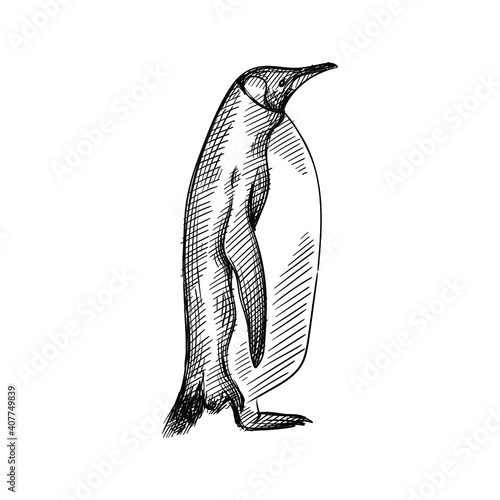Hand drawn sketch of penguin  on a white background. Penguin bird. Madagascar penguins