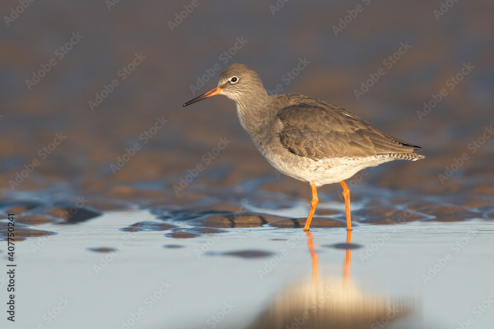 Common Redshank (Tringa totanus) searching for food on the Norfolk coast Common Redshank (Tringa totanus) searching for food on the Norfolk coast