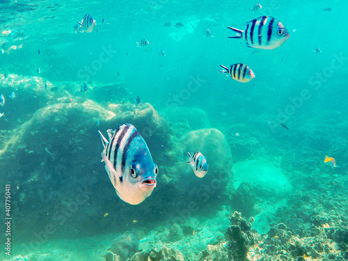 Reef fish in Phuket  Thailand  Asia