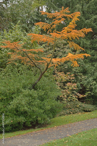 Ein exotischer Nadelbaum mit orangene Nadeln ragt aus einem grünen Gebüsch, vor andere grüne Bäume, hinter einem Gehweg bedeckt mit bunten Blätter.