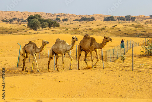 Camels in the Desert  Ras al-Khaimah  United Arab Emirates  Asia
