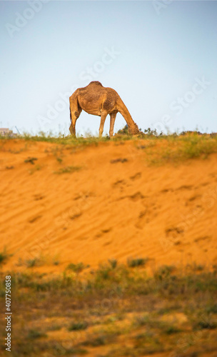 Camels in the Desert  Ras al-Khaimah  United Arab Emirates  Asia
