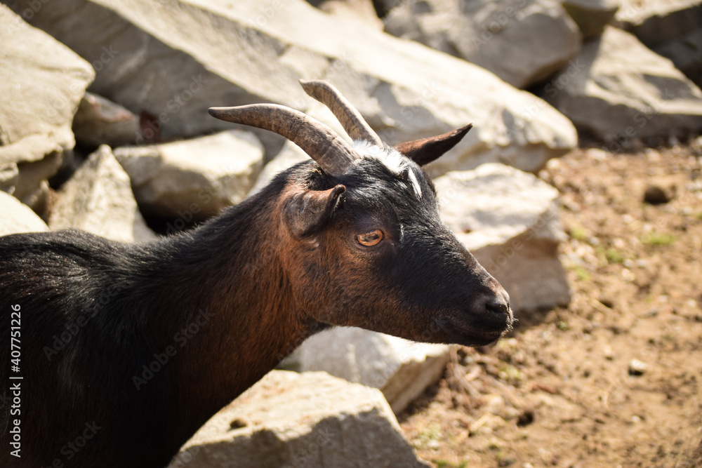 A white and black goat in the farm. Breeding goats for the production of goat cheese. A white and black goat in the farm. Breeding goats for the production of goat cheese.