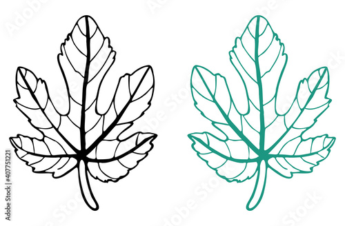 Outline drawing of a fig leaf in black and green