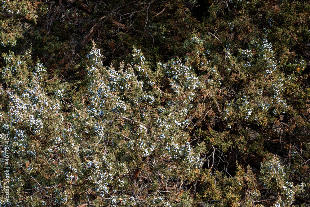 Closeup of juniper trees