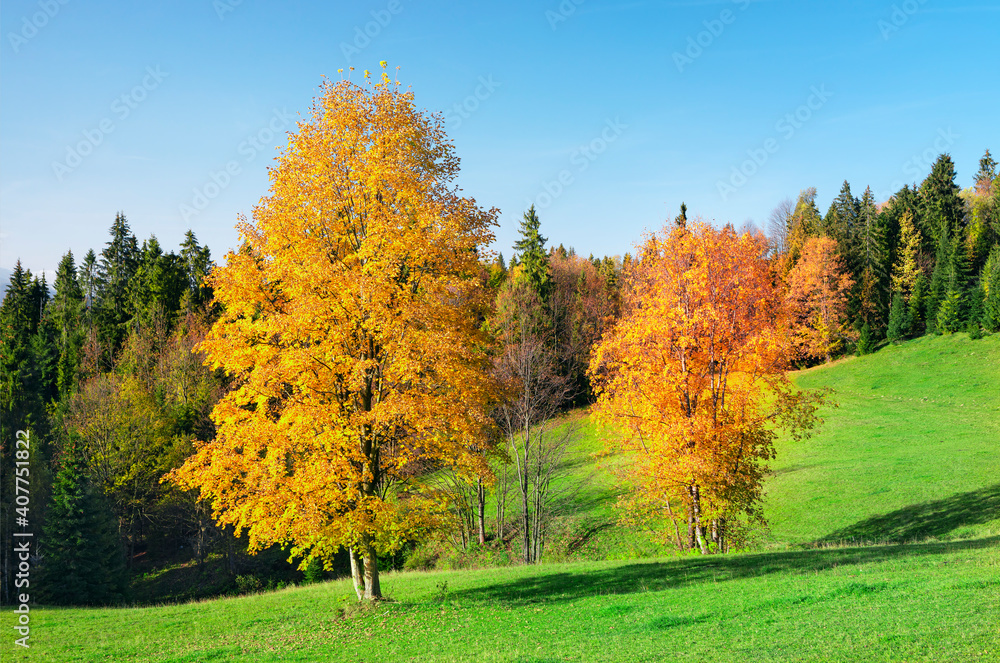 Beautiful autumn day and colorful tree in High Tatras mountains,Slovakia