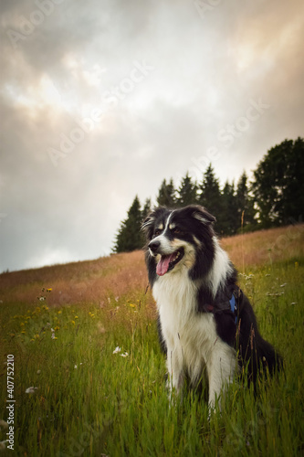 border collie is sitting in the field in the nature, in mountain in czech republic. She is very happy.
