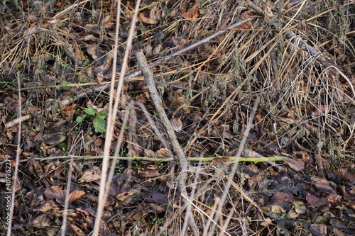 Foto motionless Mouse