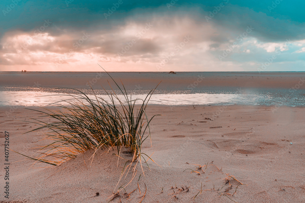 Dunes at the Beach of Amrum, Germany, Europe Dunes at the Beach of Amrum, Germany, Europe