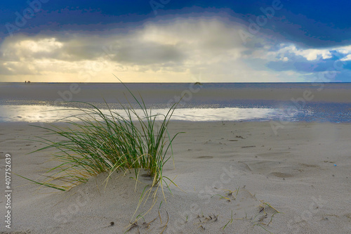 Dunes at the Beach of Amrum  Germany  Europe