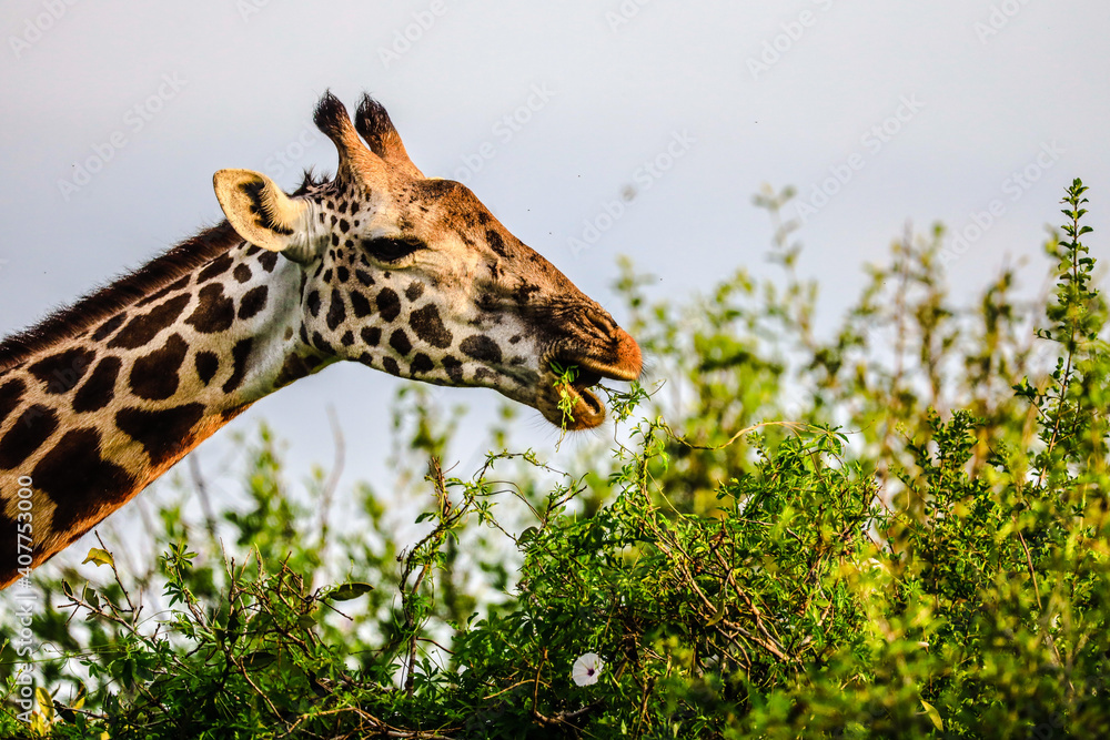 Fototapeta premium Masai Giraffe in Tsavo East Nationalpark, Kenya, Africa
