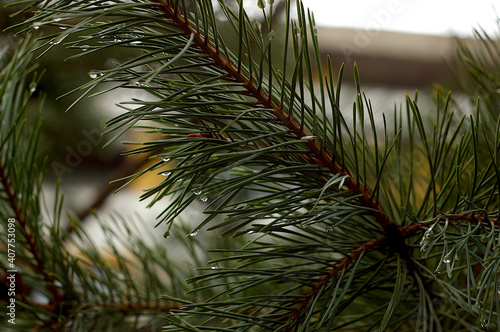 Droplets on pine branch