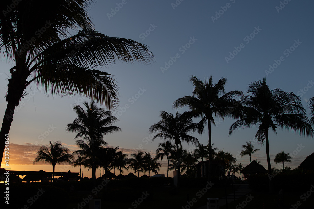 Palm trees at sunset in Mexico