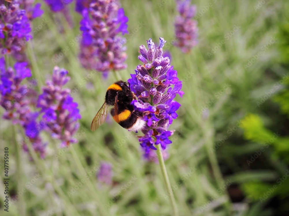 Yellow black striped bee collects nectar from purple lavender flowers in Hungarian rural area Yellow black striped bee collects nectar from purple lavender flowers in Hungarian rural area
