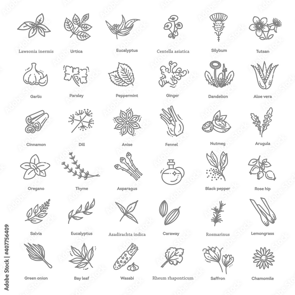 Condiment and herbs icons set. Outline set of condiment vector icons