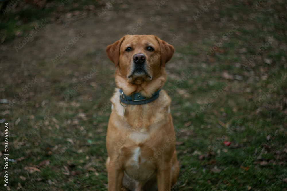 Labrador dog