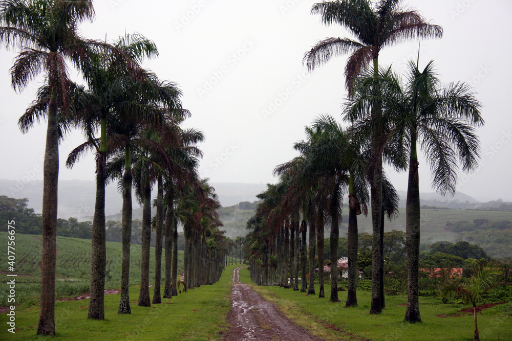 palm trees in the park