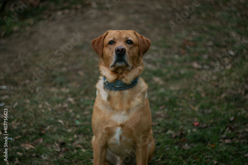 Labrador dog © Simona