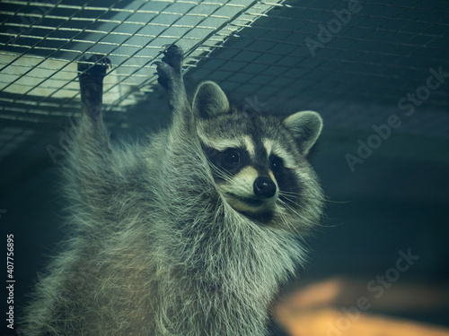 Portrait of a raccoon in zoo