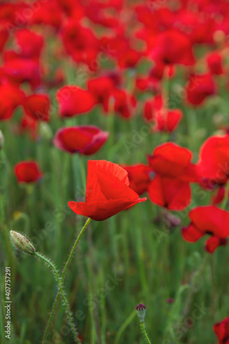 Red poppy flowers