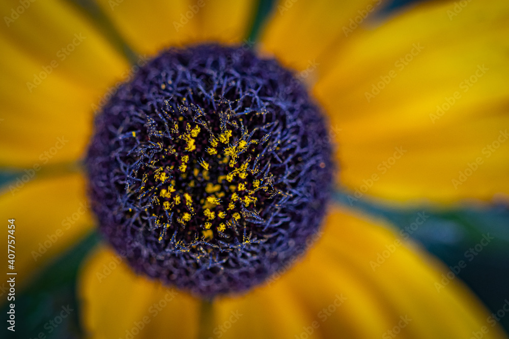 Yellow Macro Flower with Purple Center Yellow Macro Flower with Purple Center