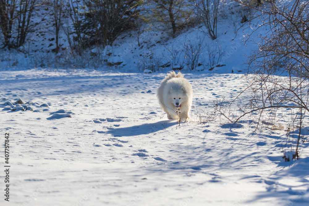 Samoyed - Samoyed beautiful breed Siberian white dog running in the snow. The dog's tongue is out, snow is flying around him. Samoyed - Samoyed beautiful breed Siberian white dog running in the snow. The dog's tongue is out, snow is flying around him.
