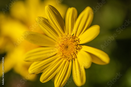 Macro Yellow Flowers from the Garden