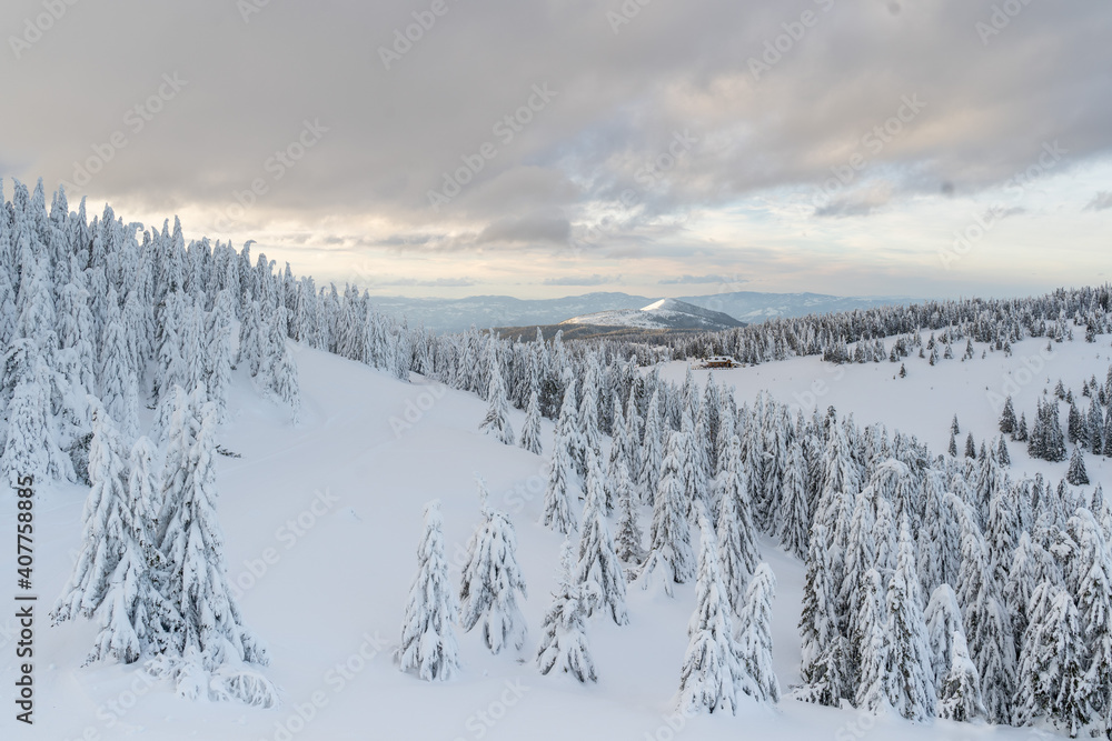 Mountain winter snow landscape. Wonderful view on the mountain. Fir trees under the snow. High quality photo