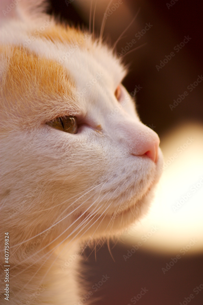 Image of the head of a white and gold cat looking sideways Image of the head of a white and gold cat looking sideways
