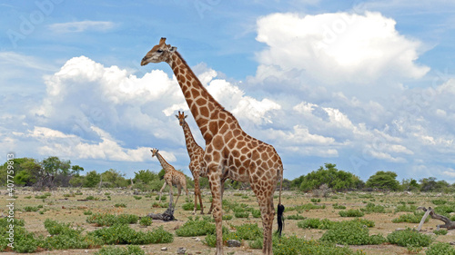 Three giraffes in one row 