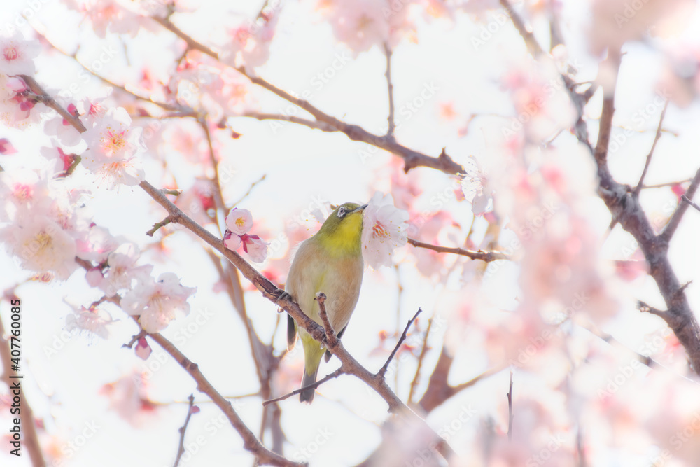 Japanese white-eye on plum blossom tree Japanese white-eye on plum blossom tree