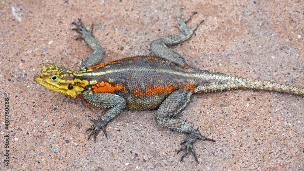 Fototapeta premium Yellow headed Rock agame on ground