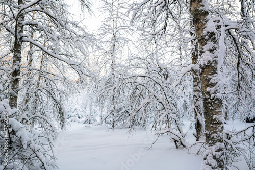 Beautiful view of the winter forest, Meiko recreation area, Kirkkonummi, Finland