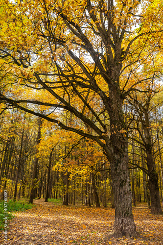 Beautiful autumn view of Bitsa Park  Bitsevski Park   Central Chertanovo  Moscow  Russia