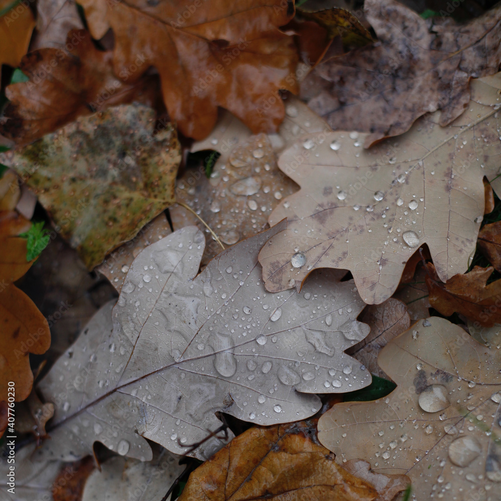 yellow autumn leaves with water droplets