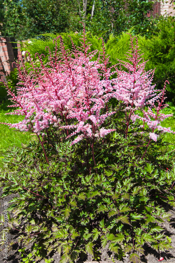 Obraz premium Astilbe japonica (Latin: Astilbe japonica)