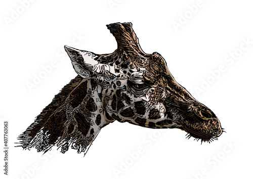 giraffe head vector illustration