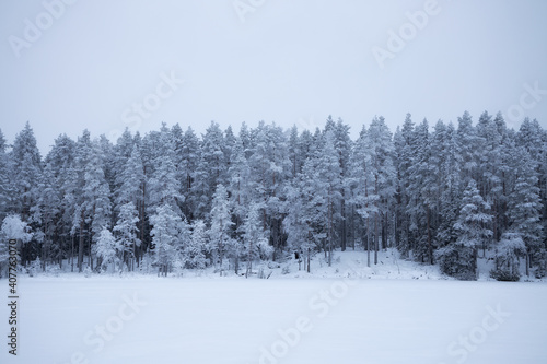 Spruce tree forest covered by fresh snow during Winter theme. White snow foreground and white sky.   © raland